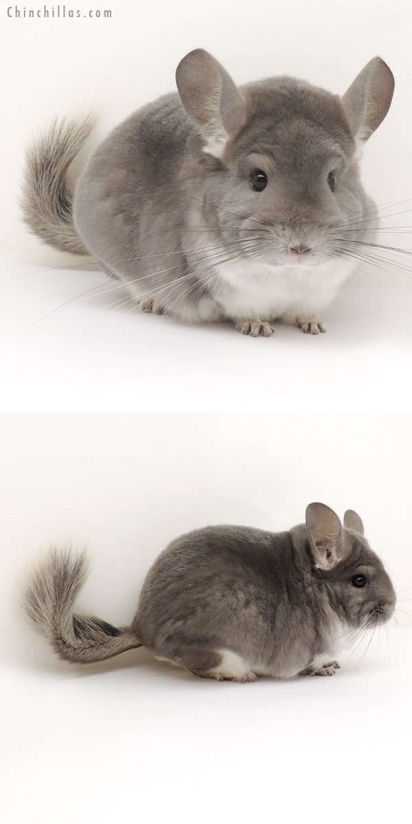 14107 Show Quality Violet Female Chinchilla