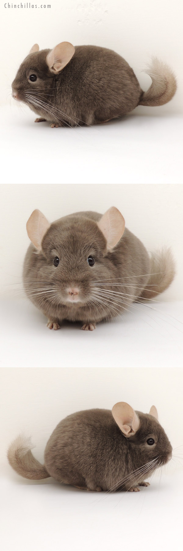 14120 Dark Tan (Locken Carrier) Female Chinchilla