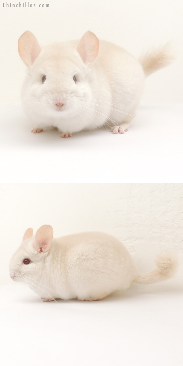 14114 Exceptional Goldbar Female Chinchilla