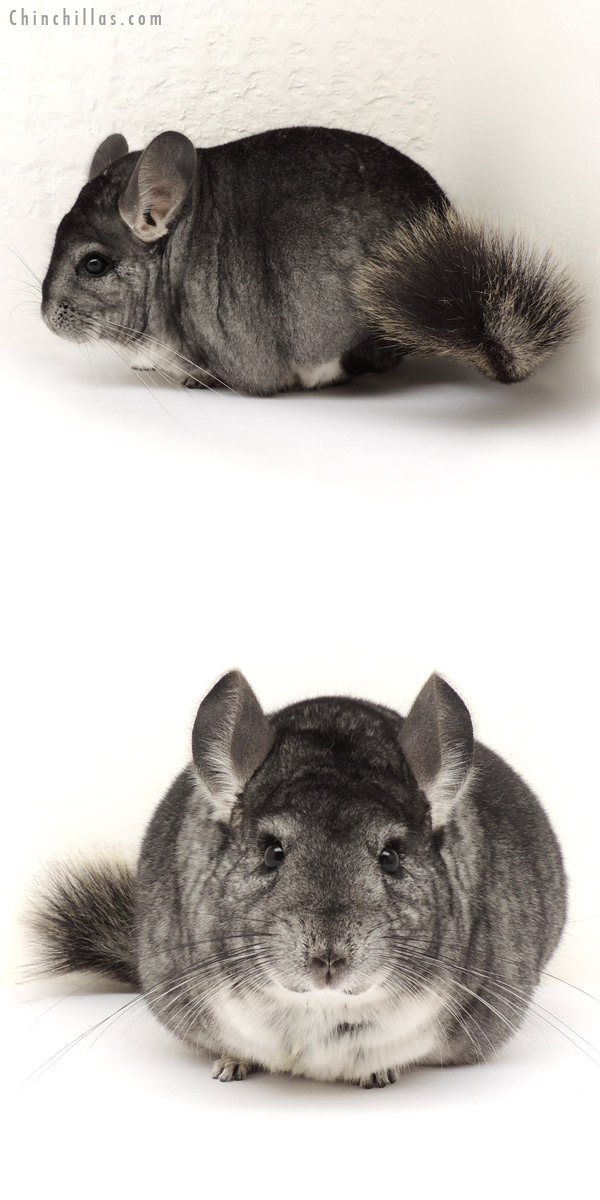 14115 Large Premium Production Quality Standard Female Chinchilla