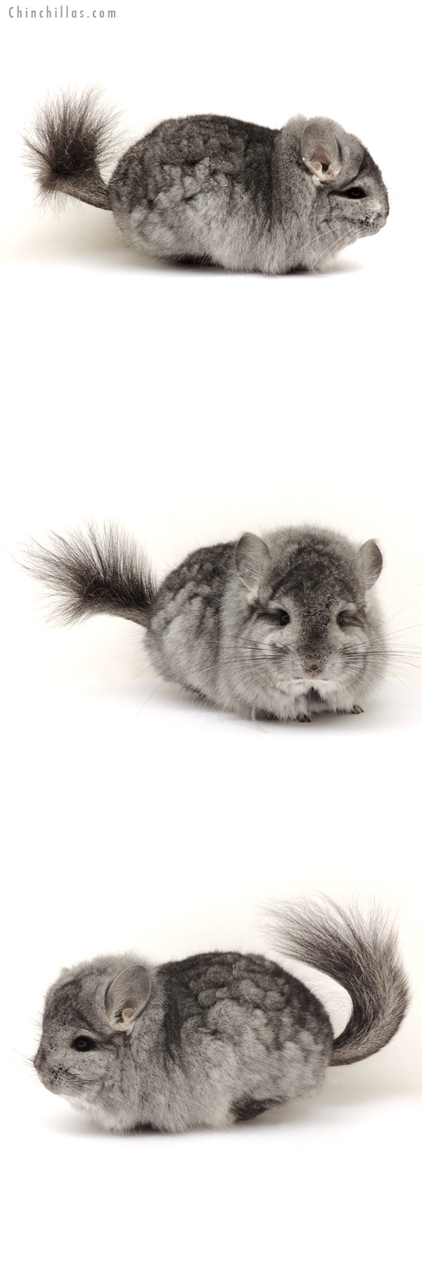 Chinchilla or related item offered for sale or export on Chinchillas.com - 14117 Standard Royal Persian Angora Male Chinchilla