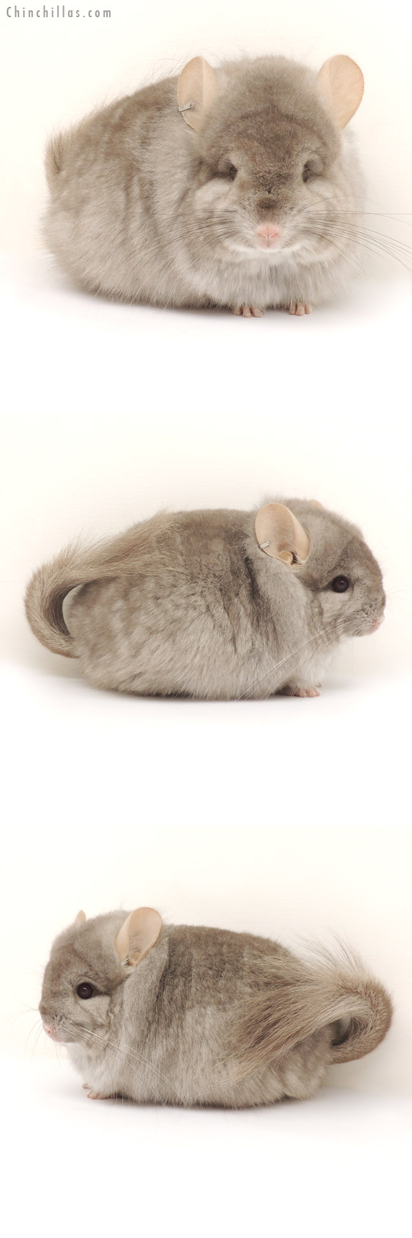 Chinchilla or related item offered for sale or export on Chinchillas.com - 14127 Exceptional Beige Royal Persian Angora Female Chinchilla