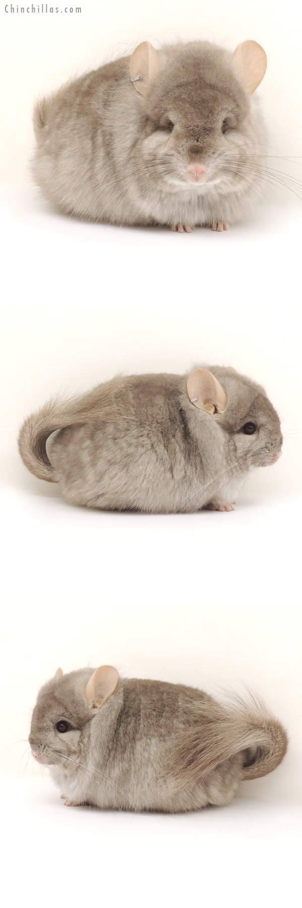 14127 Exceptional Beige Royal Persian Angora Female Chinchilla