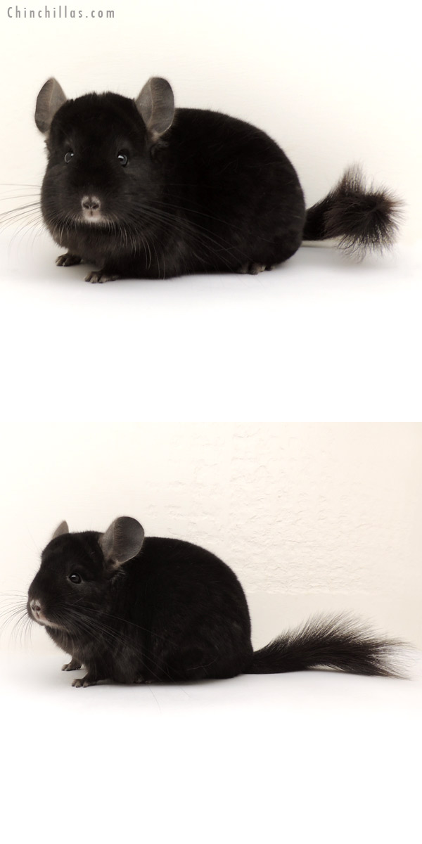 14122 Herd Improvement Quality Ebony Male Chinchilla