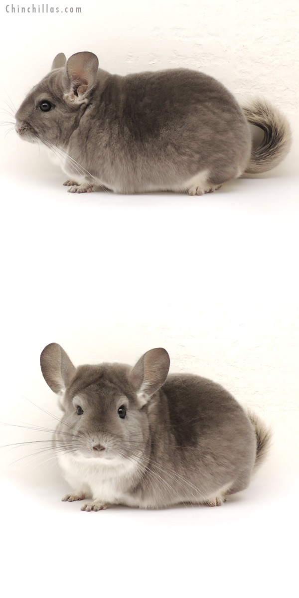 14126 Large, Blocky Premium Production Quality Violet Female Chinchilla