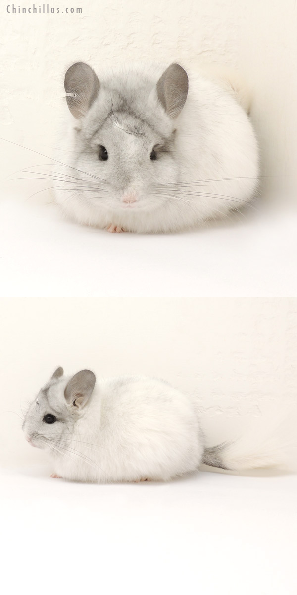 14125 Exceptional White Mosaic Royal Persian Angora Female Chinchilla