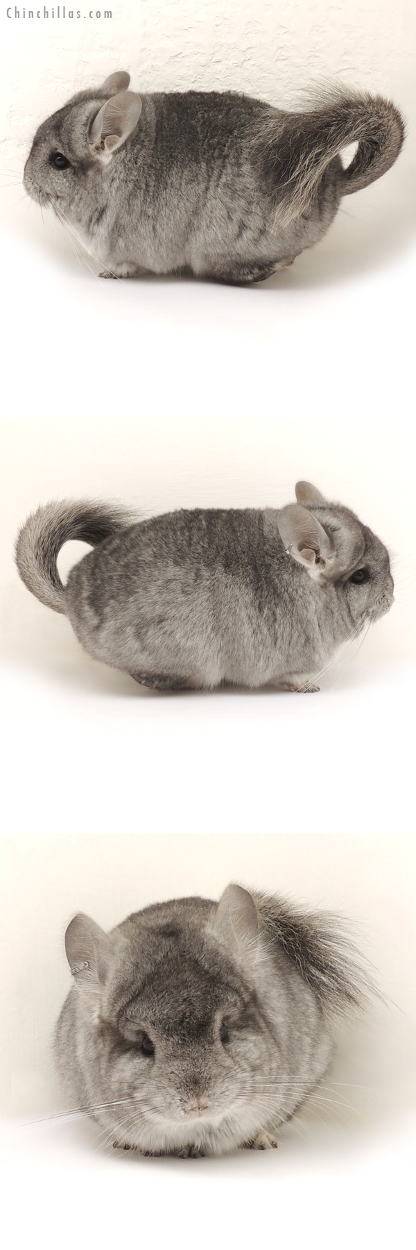 14128 Blocky Standard  Royal Persian Angora Male Chinchilla