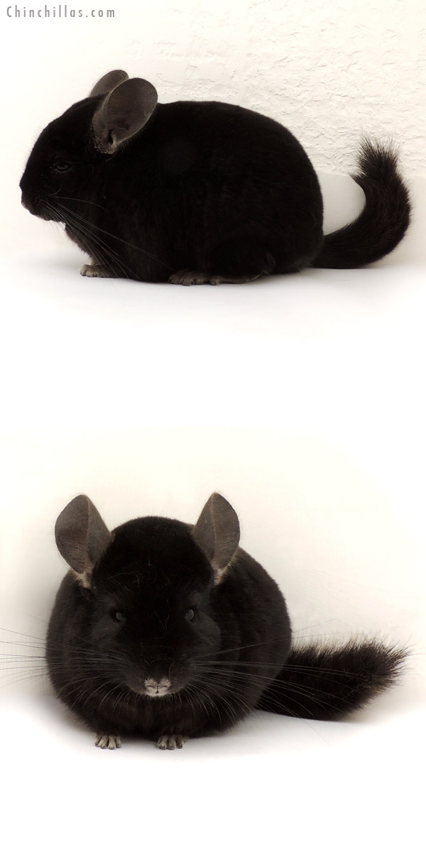 14121 Show Quality Ebony Male Chinchilla