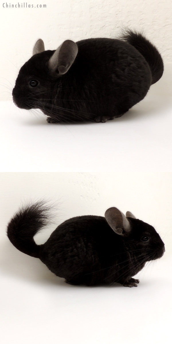 14135 Ebony Quasi Locken Male Chinchilla