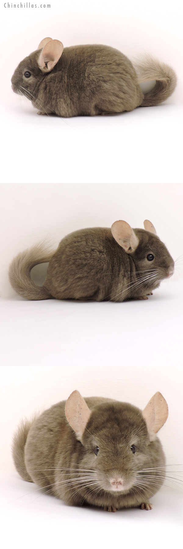 14140 Show Quality Tan Female Chinchilla