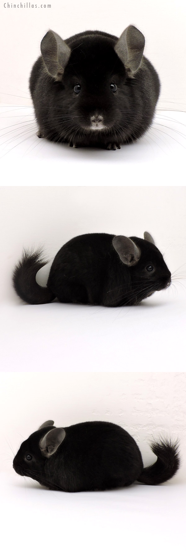 14136 Show Quality Ebony Male Chinchilla