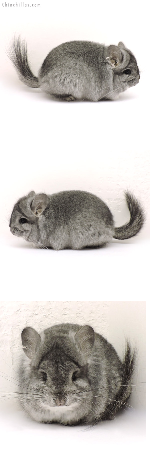 Chinchilla or related item offered for sale or export on Chinchillas.com - 14145 Standard ( Ebony Carrier )  Royal Persian Angora Male Chinchilla