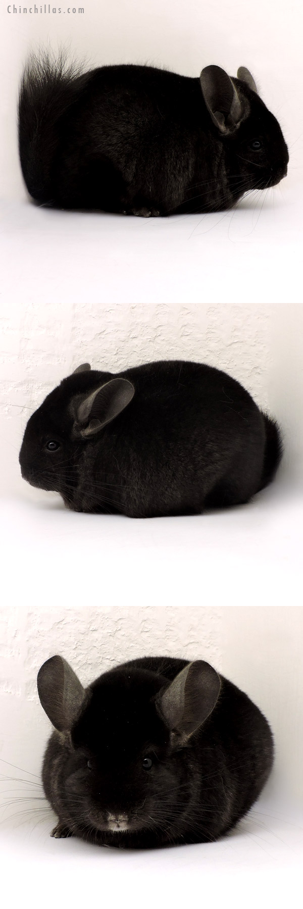 14141 Large Ebony ( Locken Carrier ) Female Chinchilla