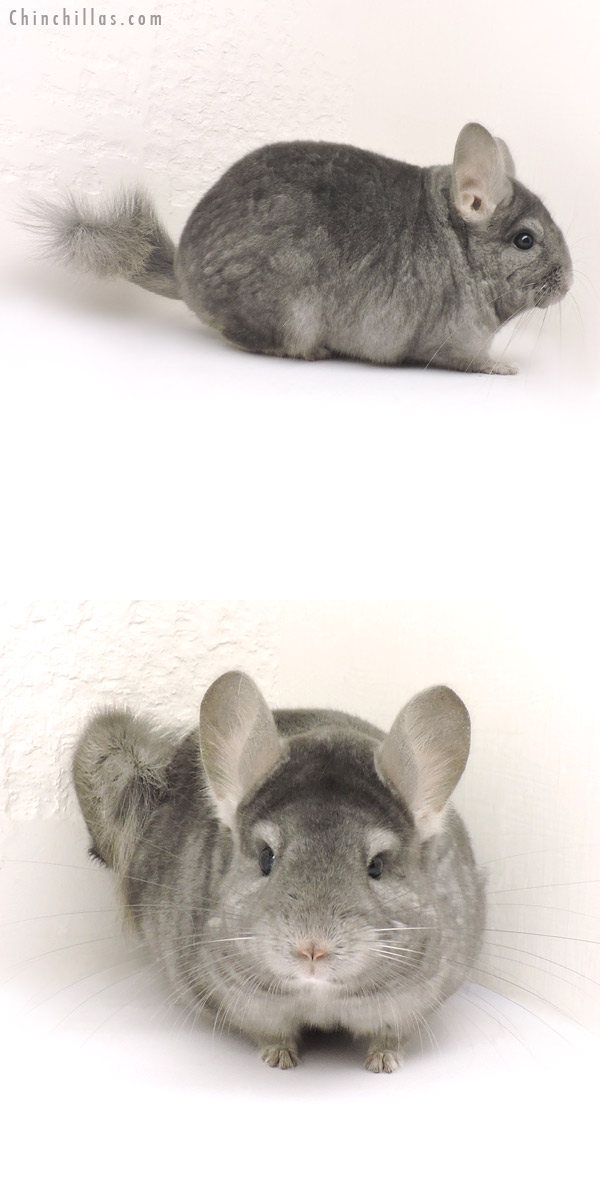 14139 Show Quality Light Wrap Around Sapphire Female Chinchilla