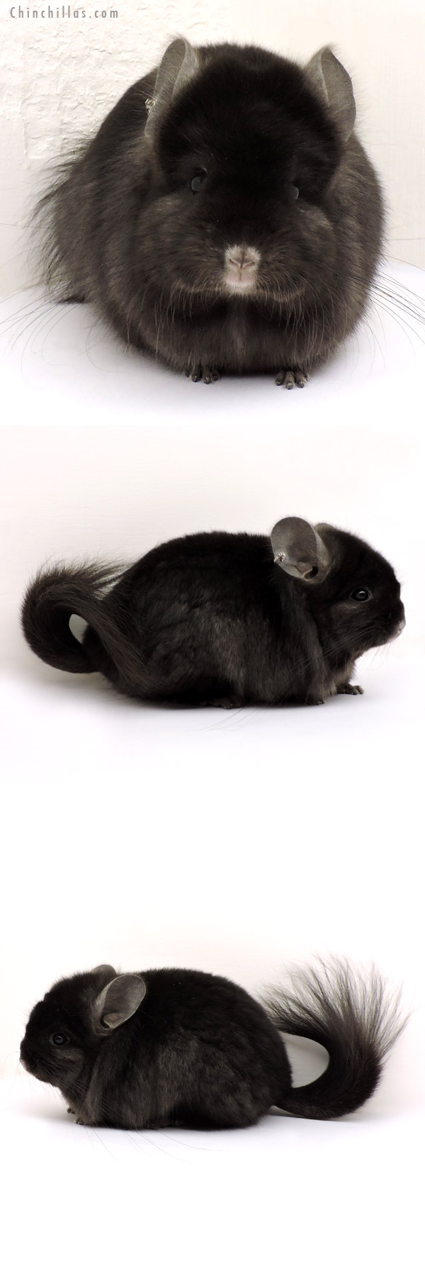 14167 Exceptional Ebony  Royal Persian Angora Female Chinchilla