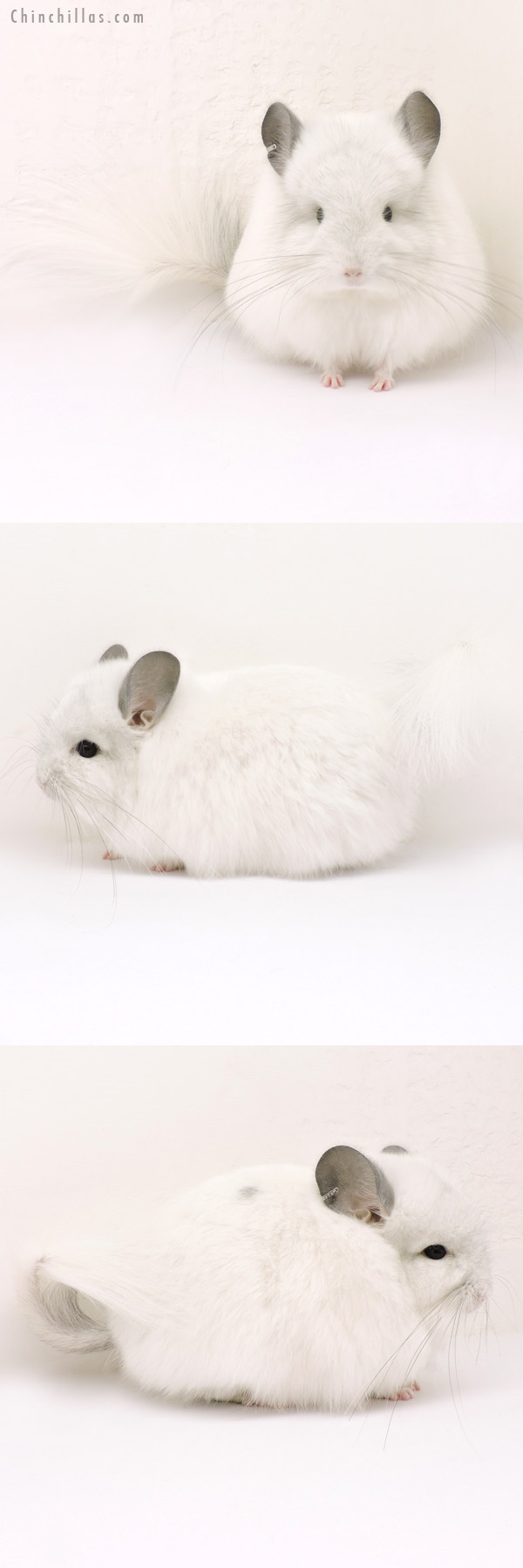 14155 Exceptional White Mosaic  Royal Persian Angora Male Chinchilla