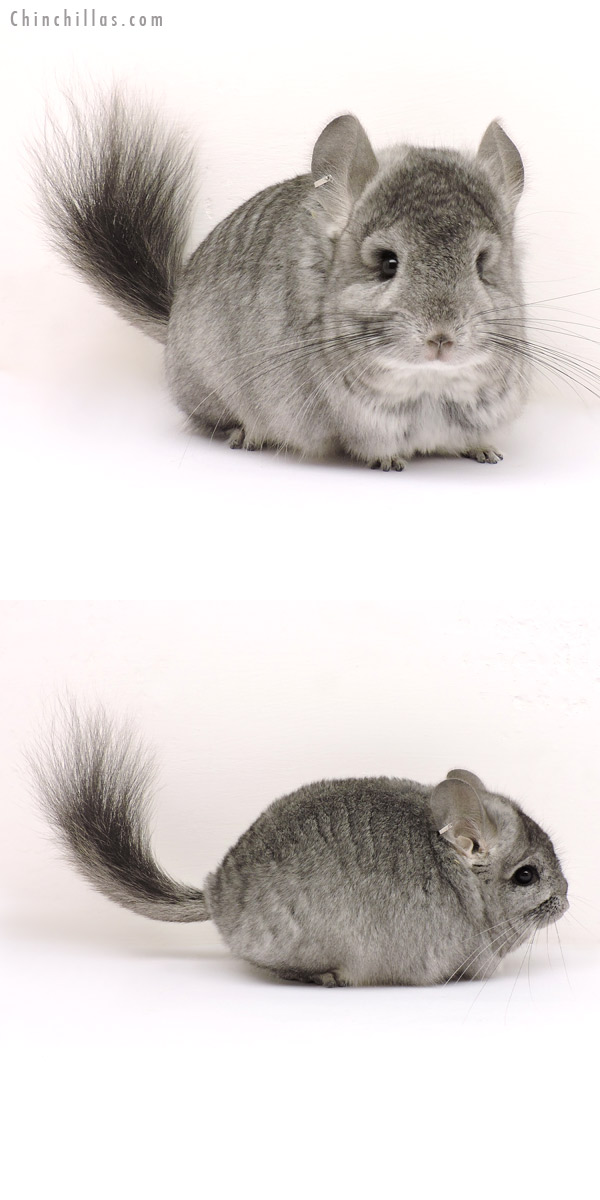 14157 Standard  Royal Persian Angora Female Chinchilla