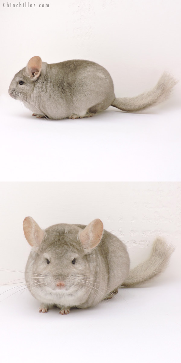 14150 Extra Large Blocky Show Quality Beige Female Chinchilla