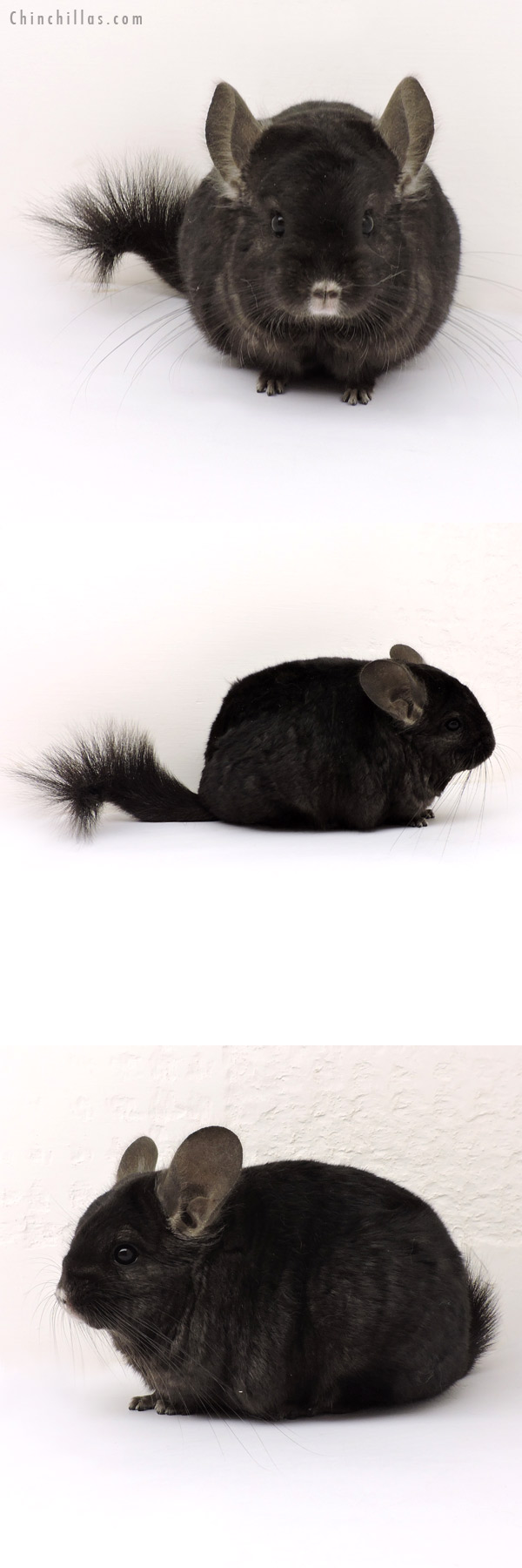 14152 Ebony ( Locken Carrier ) Female Chinchilla