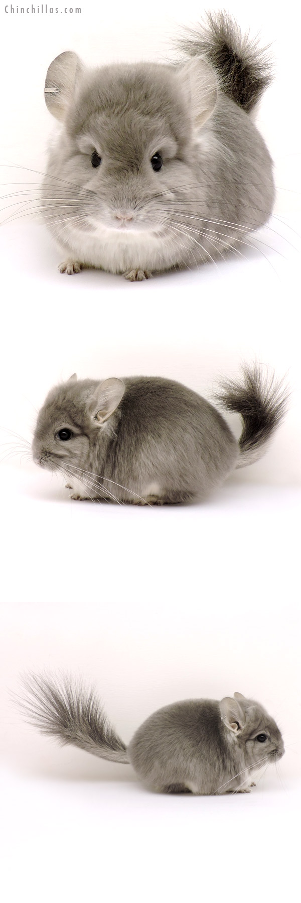 Chinchilla or related item offered for sale or export on Chinchillas.com - 14154 Exceptional Violet  Royal Persian Angora Male Chinchilla