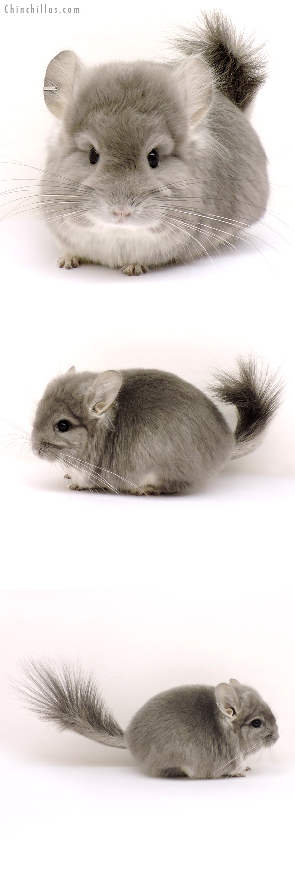 14154 Exceptional Violet  Royal Persian Angora Male Chinchilla