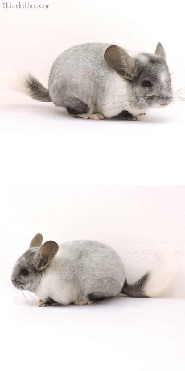 14151 White Mosaic ( Ebony & Locken Carrier ) Female Chinchilla