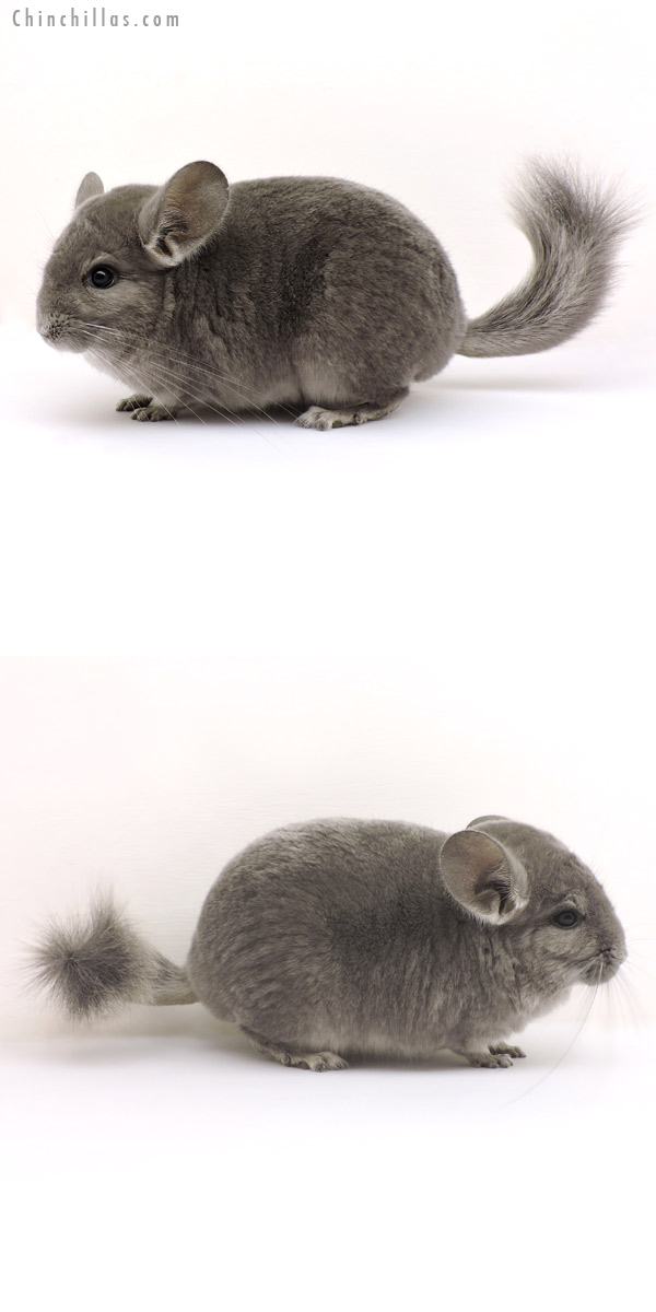 14147 Wrap Around Violet Male Chinchilla