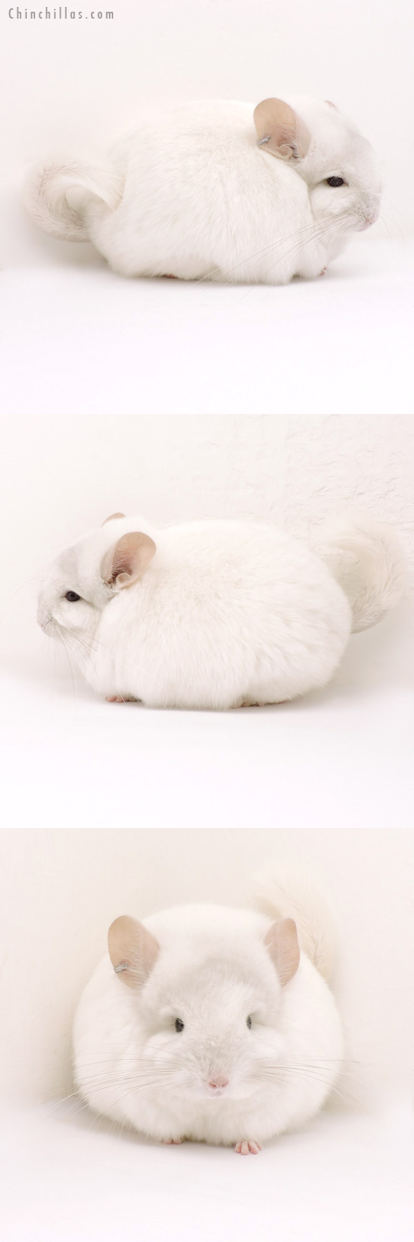 14159 Exceptional Pink White  Royal Persian Angora Male Chinchilla