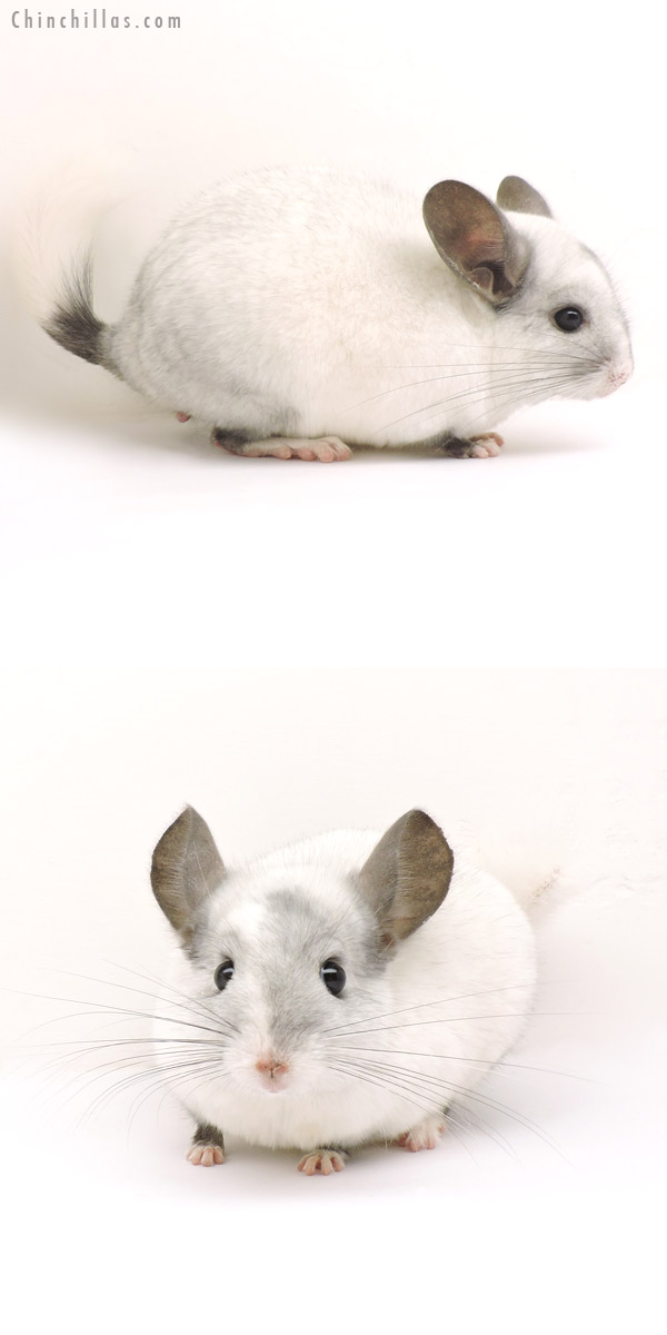 14163 White Mosaic ( Ebony & Locken Carrier ) Male Chinchilla