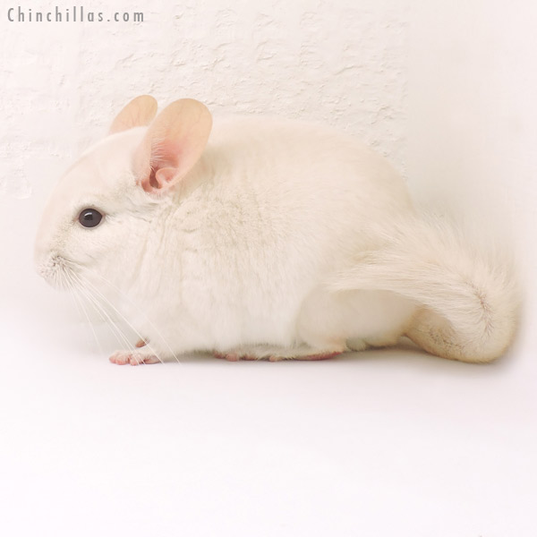 14162 Goldbar Male Chinchilla