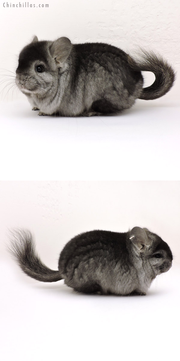 14160 Exceptional Ebony  Royal Persian Angora Male Chinchilla