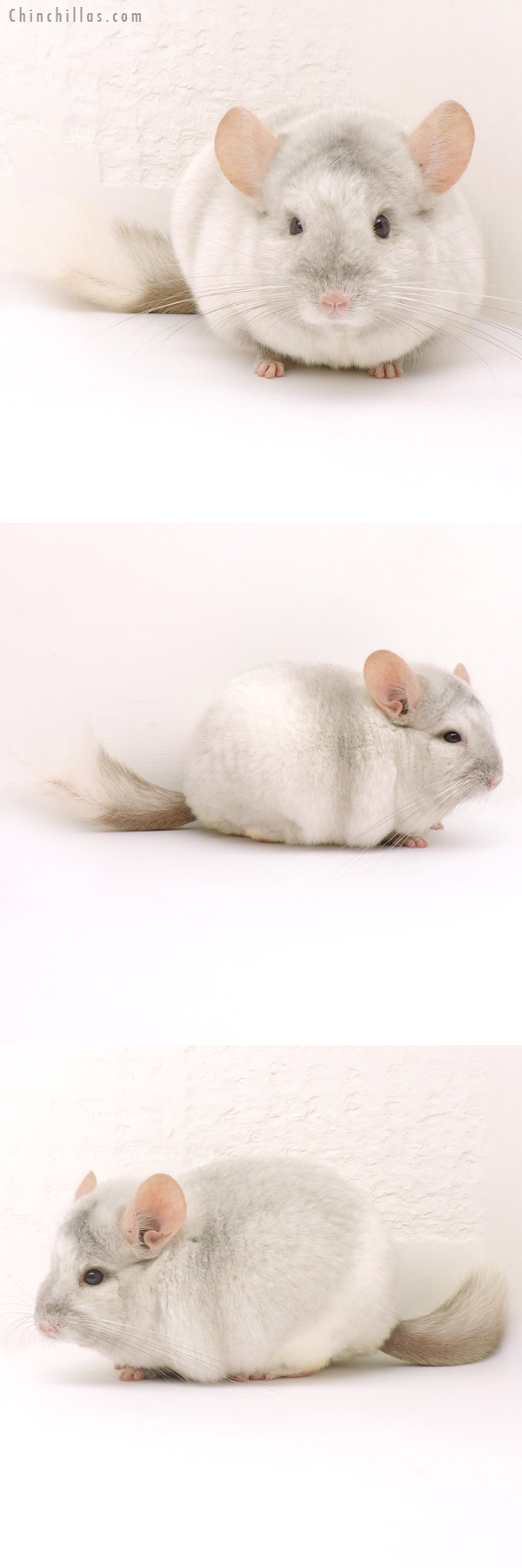 14161 Show Quality Tan & White Mosaic Male Chinchilla