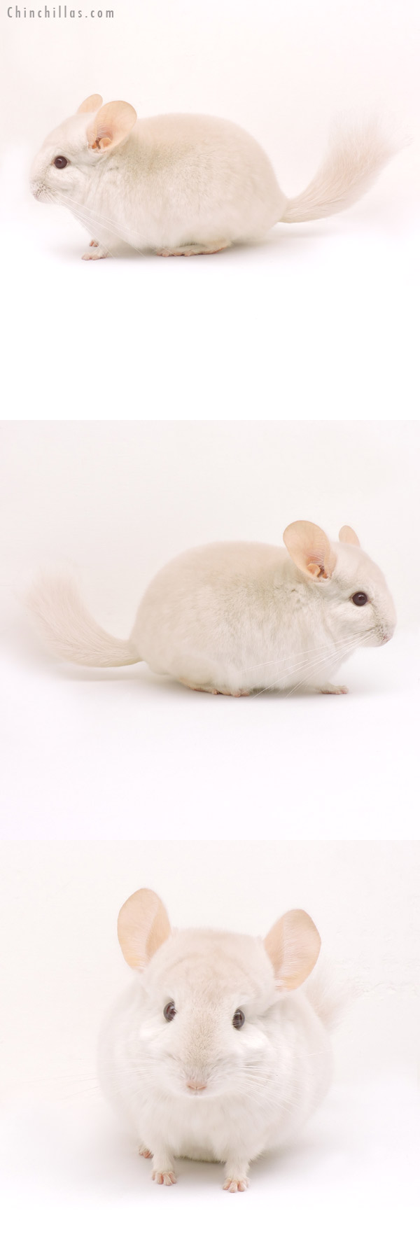 14158 Goldbar Male Chinchilla