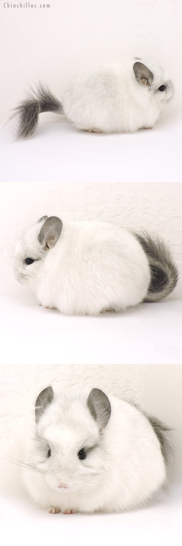 14177 Exceptional White Mosaic  Royal Persian Angora Male Chinchilla