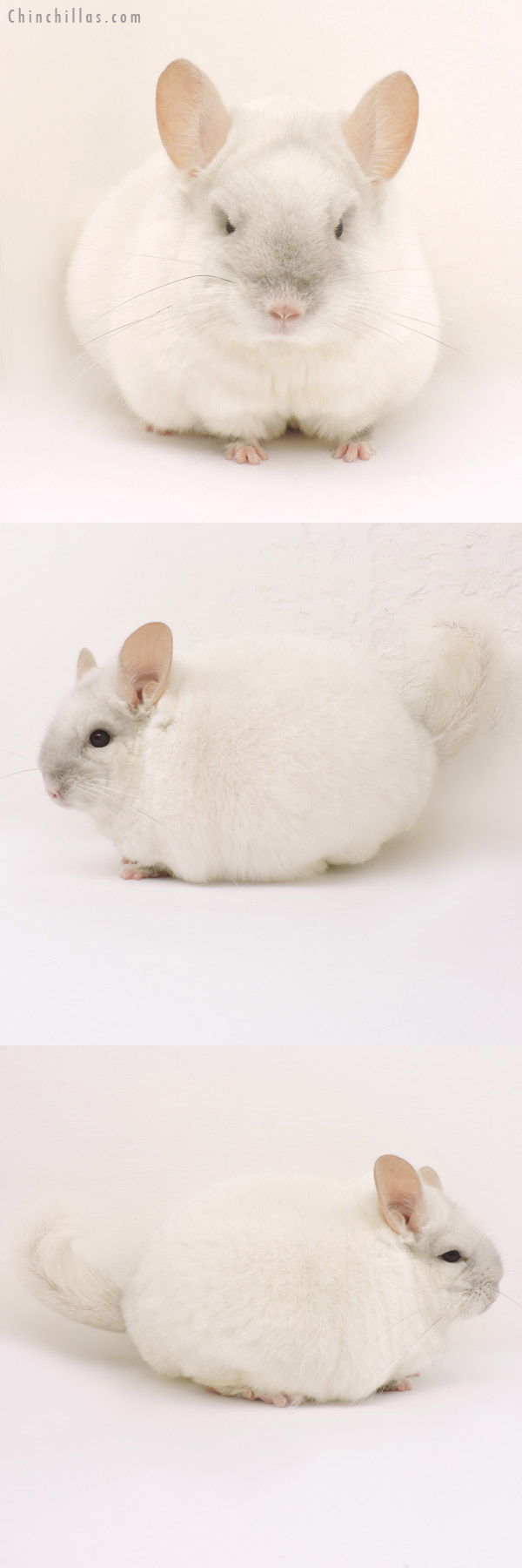 14180 Large Blocky Section Champion Pink White Male Chinchilla