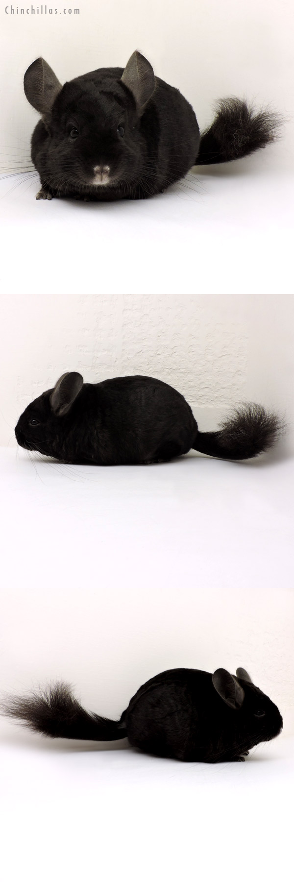 14172 Large Ebony ( Locken Carrier ) Female Chinchilla