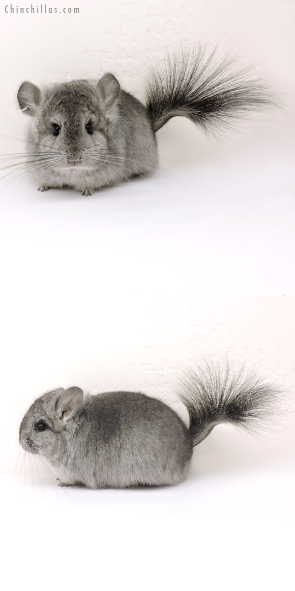 14175 Standard  Royal Persian Angora Female Chinchilla