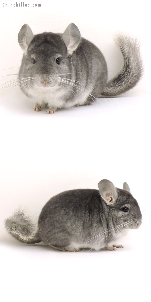 14168 Top Show Quality Sapphire Male Chinchilla