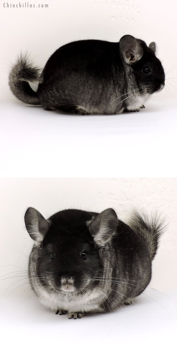 14170 Extra Large Premium Production Quality Black Velvet Female Chinchilla