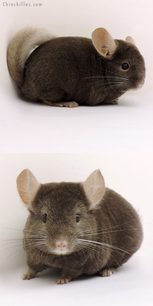 14174 Dark Tan ( Locken Carrier ) Female Chinchilla