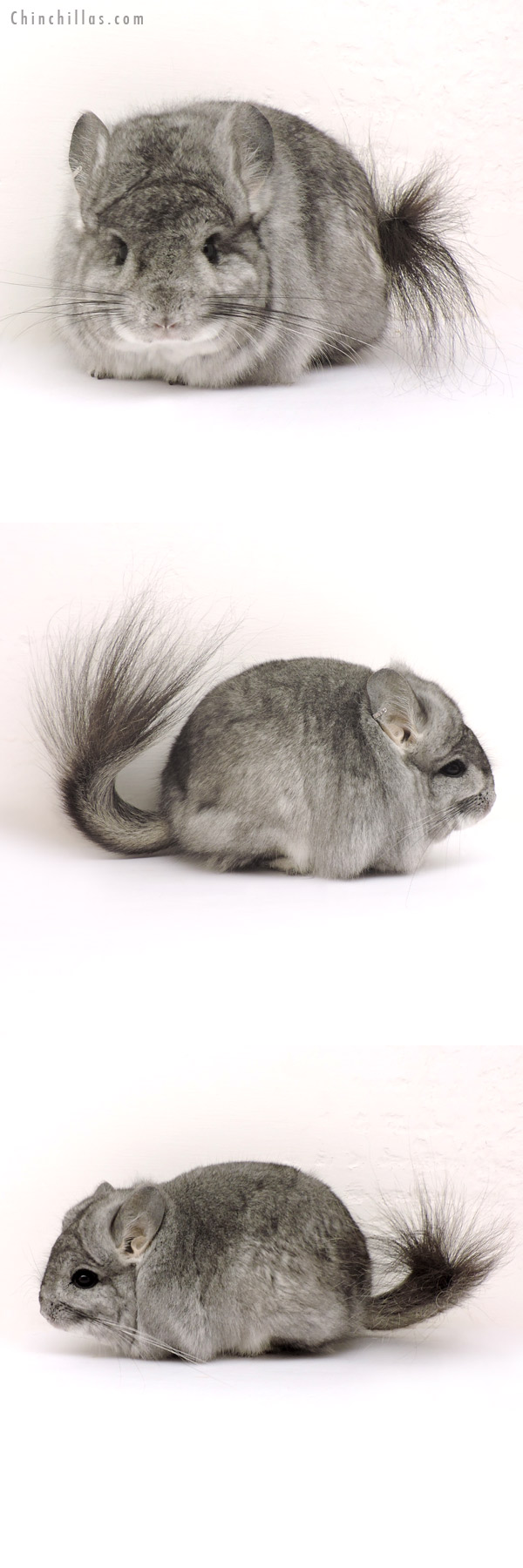 14178 Standard  Royal Persian Angora Male Chinchilla