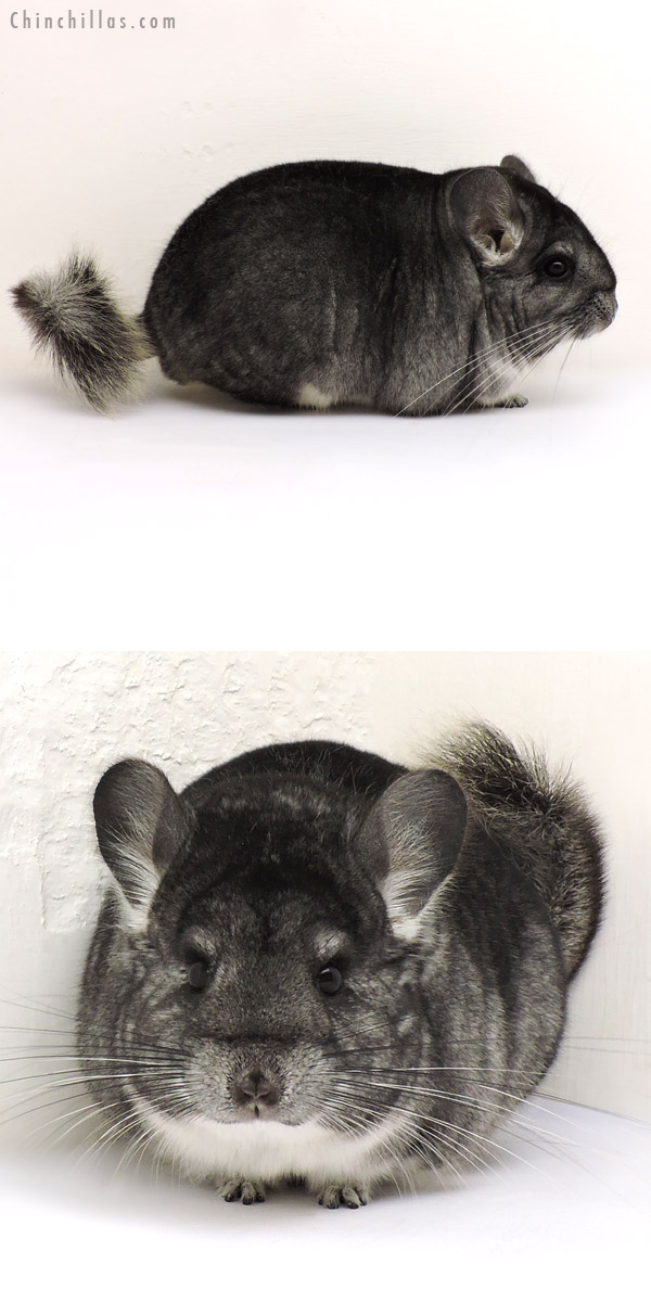 14171 Blocky Show Quality Standard Female Chinchilla