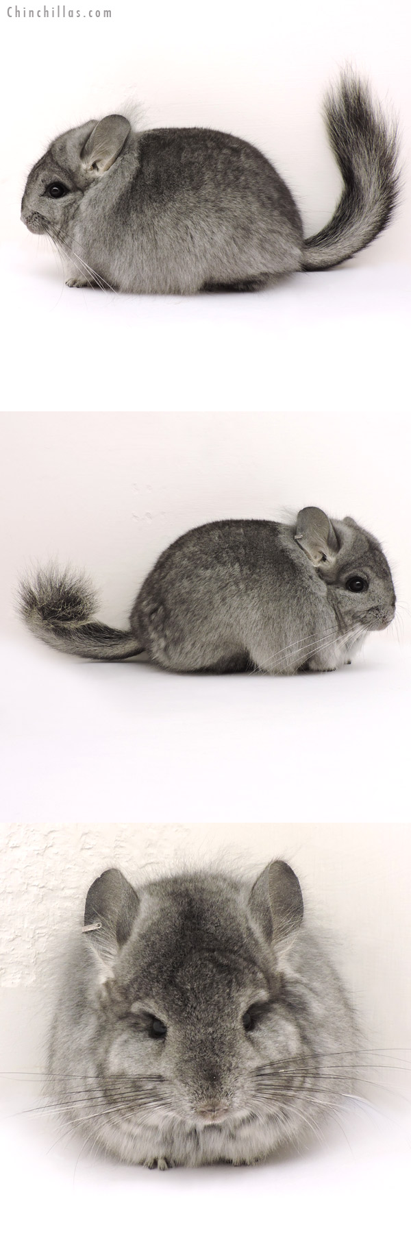 14176 Standard  Royal Persian Angora Female Chinchilla with Lion Mane