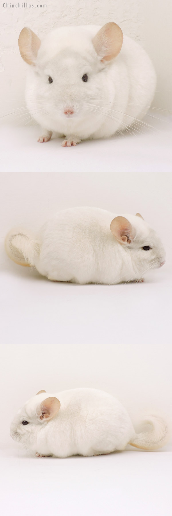 14169 Blocky, Herd Improvement Quality Pink White ( Violet Carrier ) Male Chinchilla