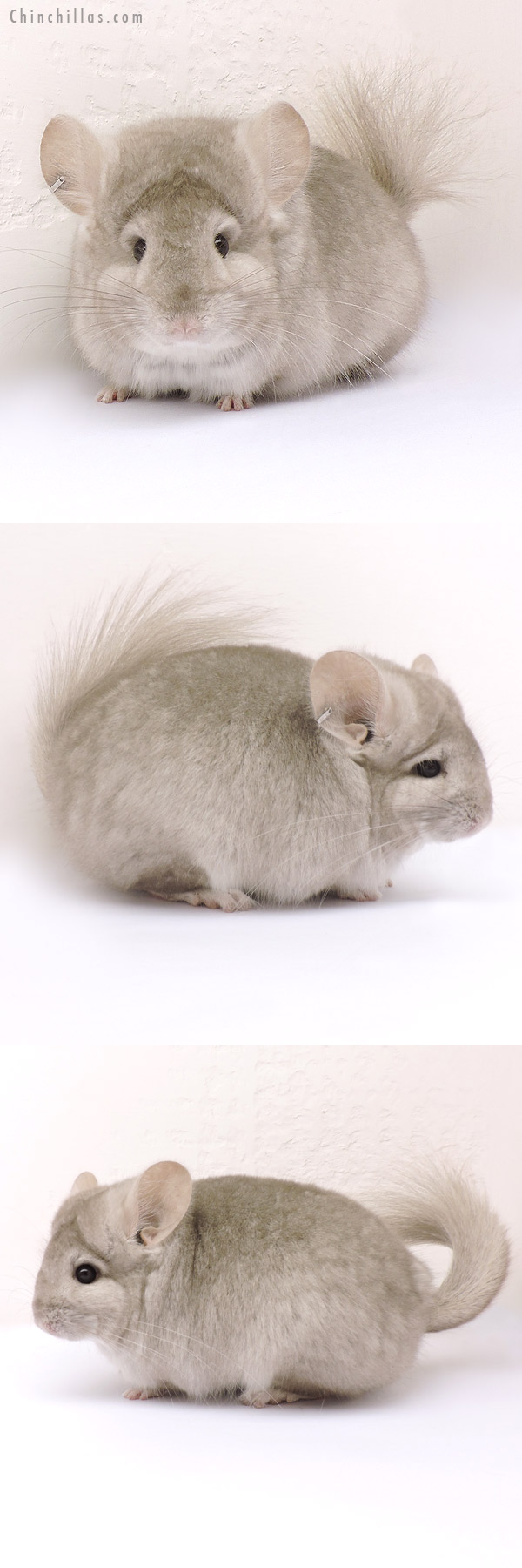 14190 Beige  Royal Persian Angora Female Chinchilla