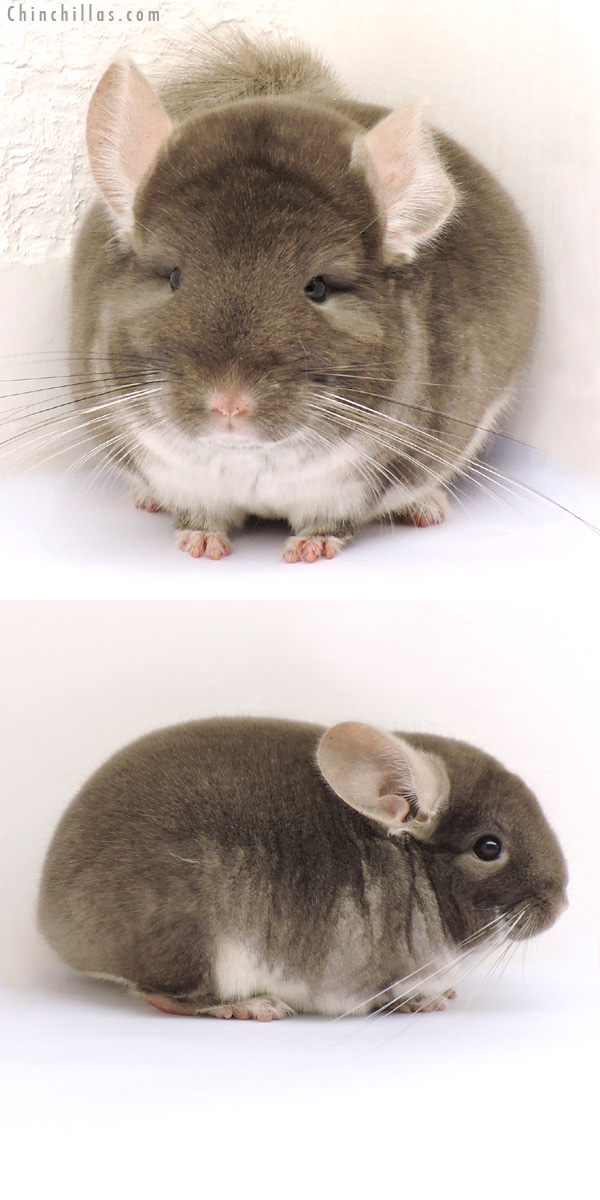 14182 Mini TOV Beige / Brown Velvet Male Chinchilla