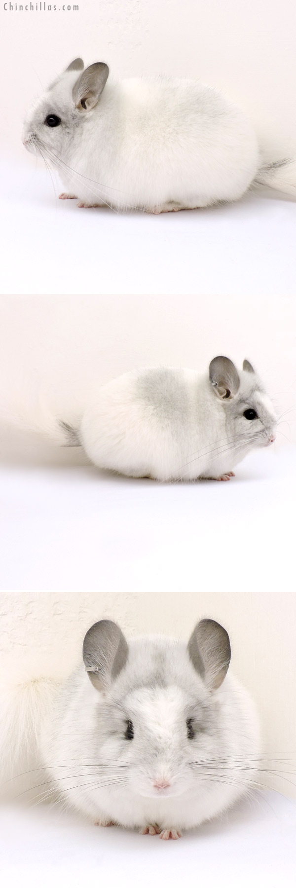 14188 Silver Mosaic Royal Persian Angora Male Chinchilla