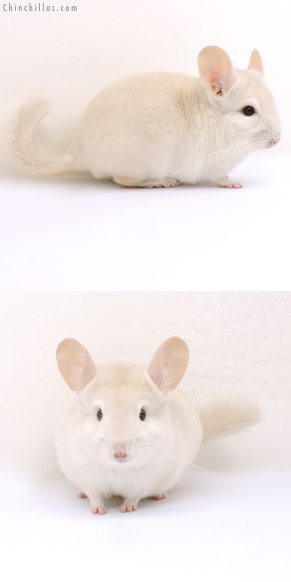 14181 Goldbar Male Chinchilla