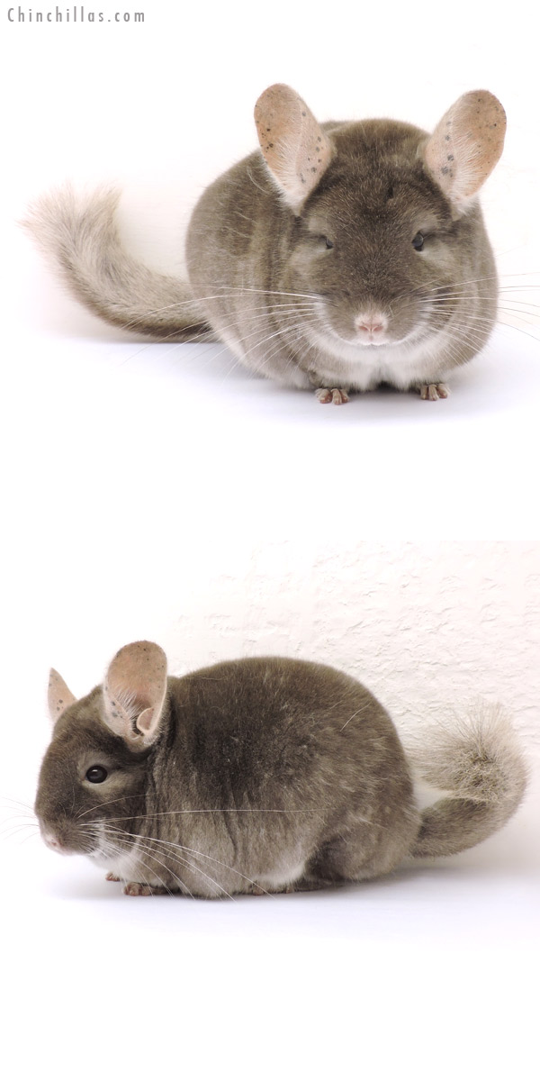 14186 Large Show Quality TOV Beige / Brown Velvet Female Chinchilla