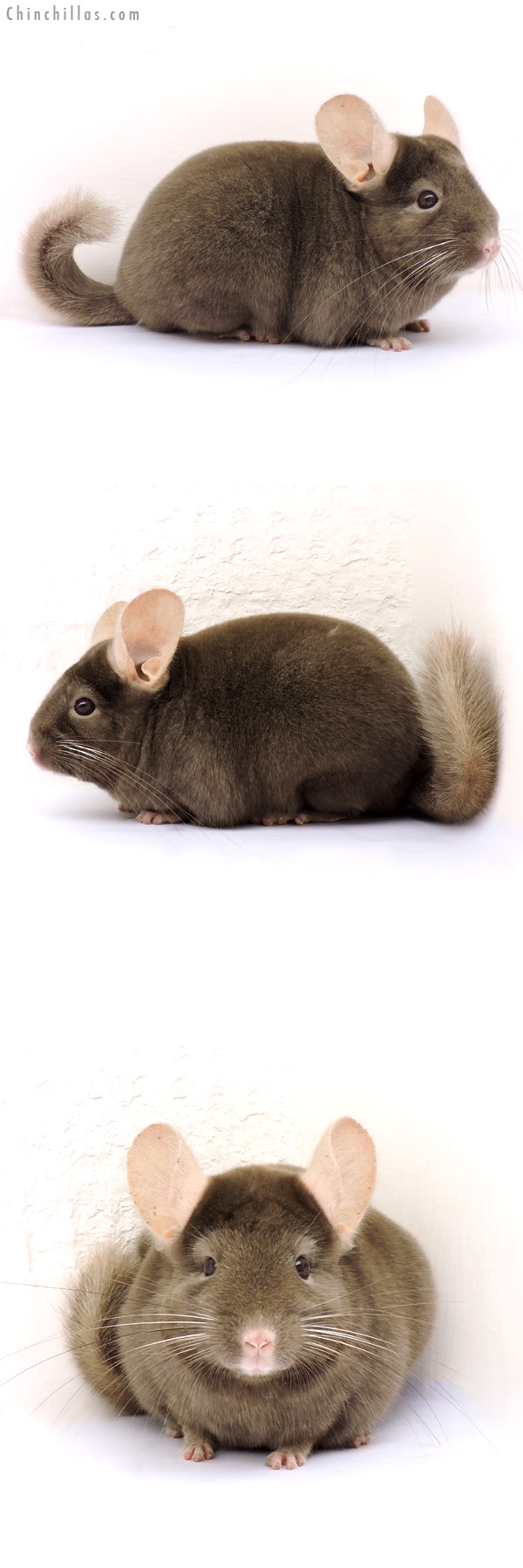 14185 Show Quality Tan Female Chinchilla